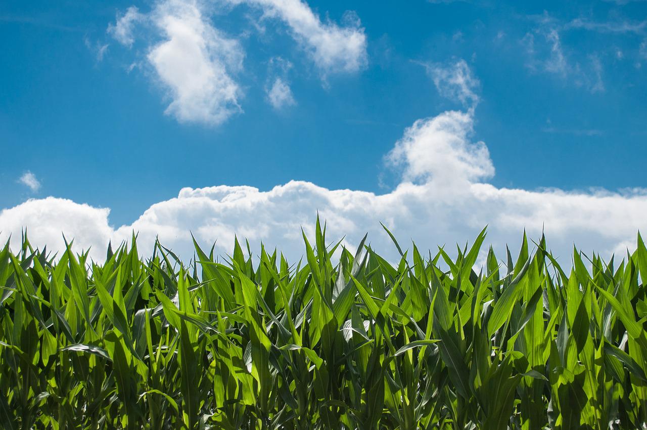 corn field, farm, clouds-440338.jpg